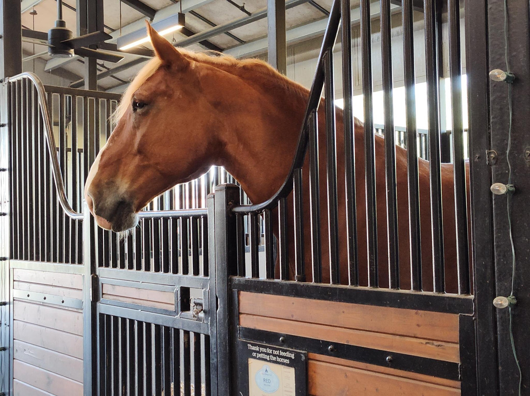 Tri-Circle-D Ranch-奥兰多必去景点