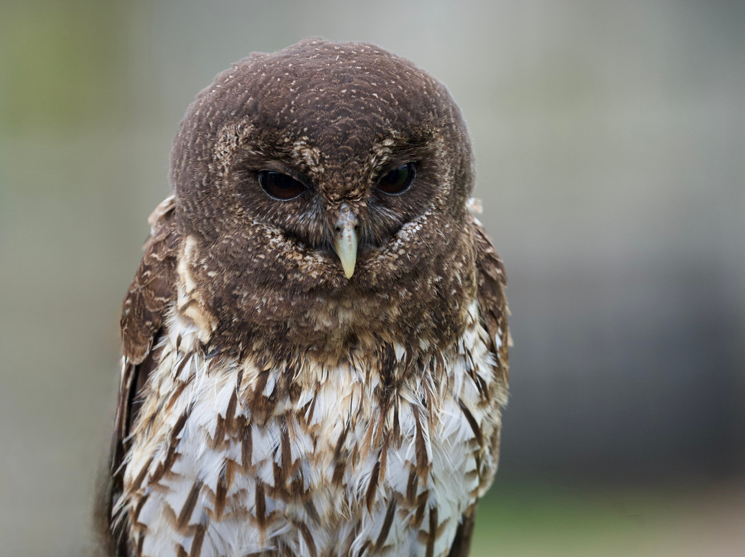 North Somerset Bird of Prey Centre-Congresbury必去景点