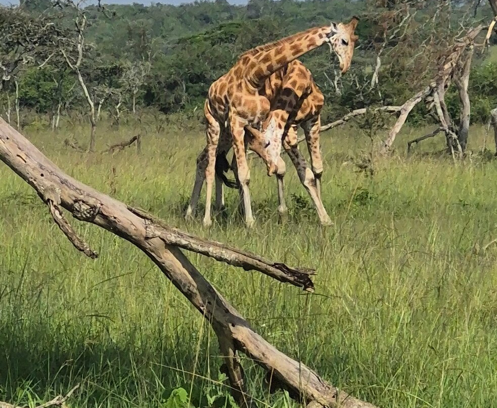 Home to Africa Tours and Travel-坎帕拉必去景点