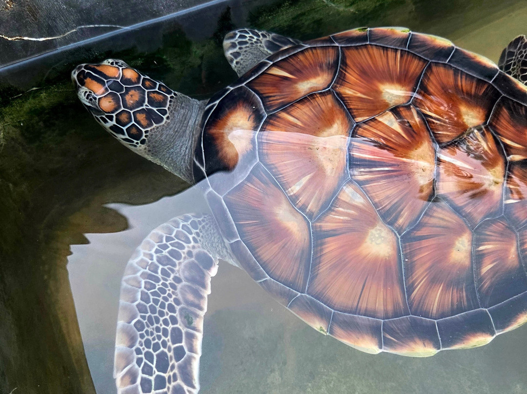 黑卡杜瓦海龟孵化场-希克杜沃必去景点