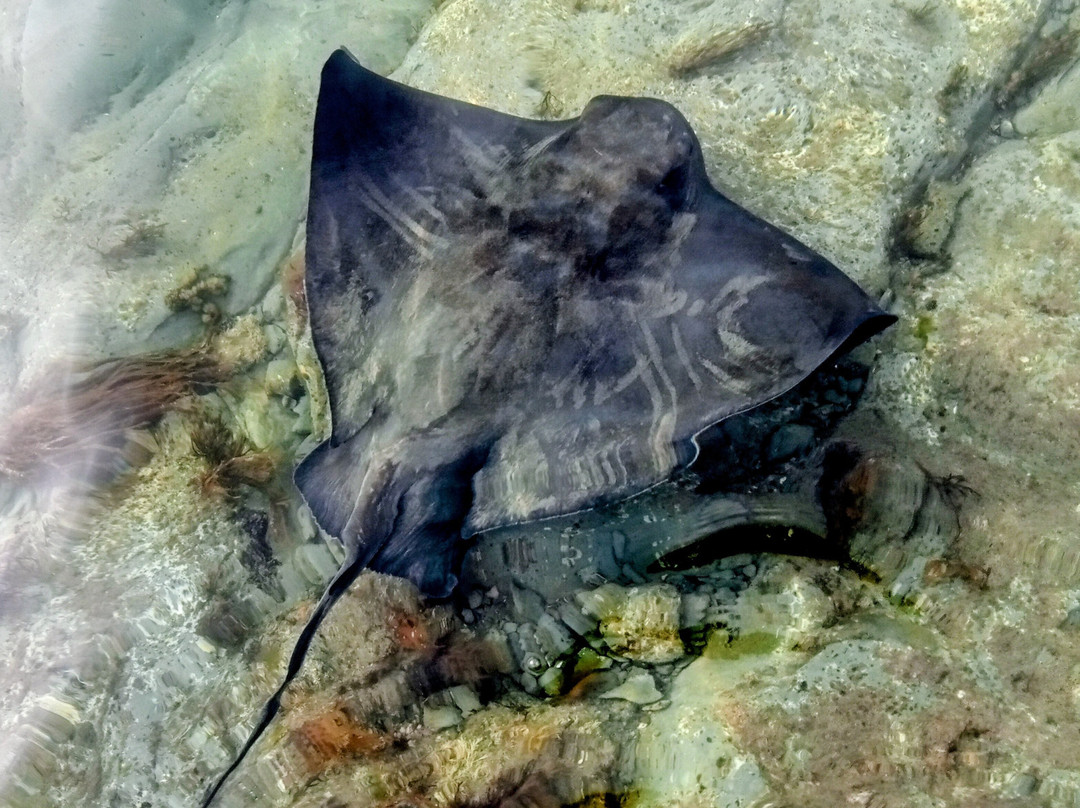 Dive Tatapouri-Gisborne Region必去景点