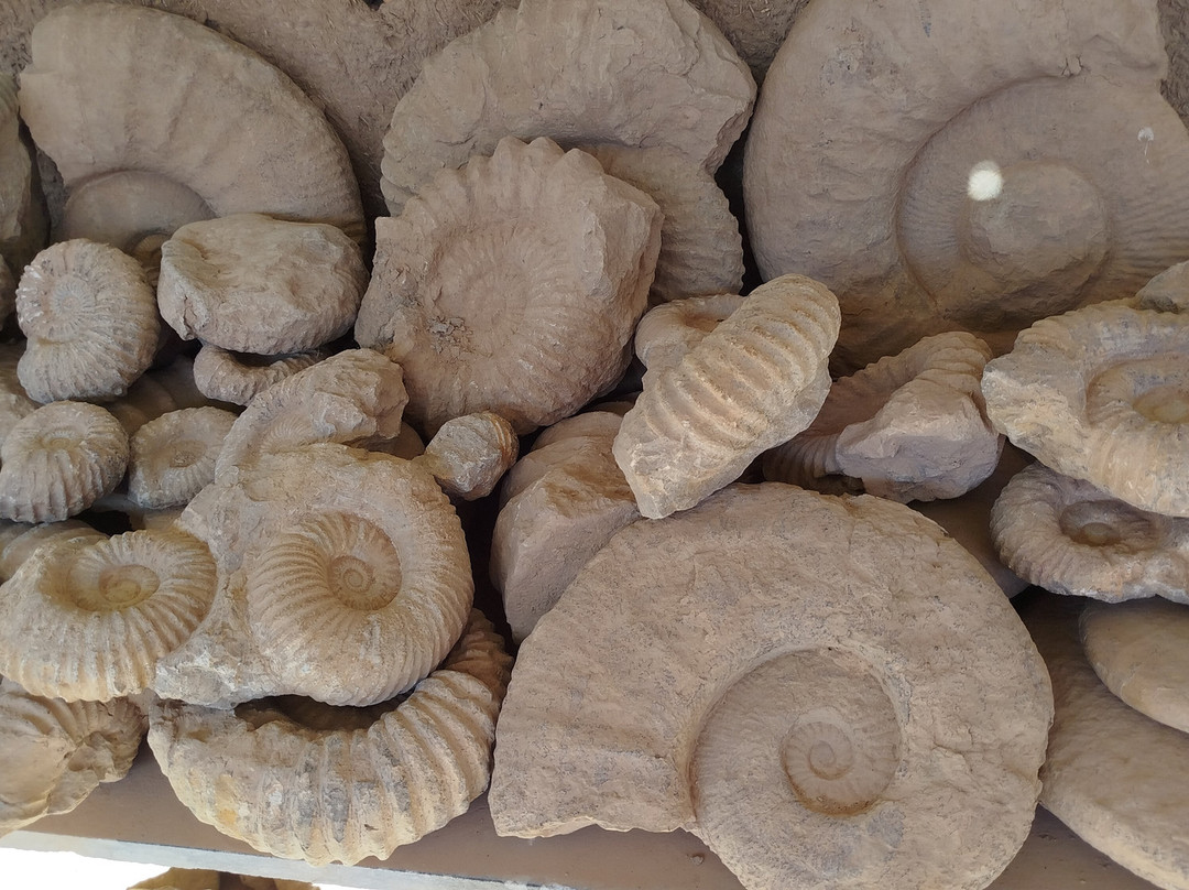 Fossiles d'Erfoud-Erfoud必去景点