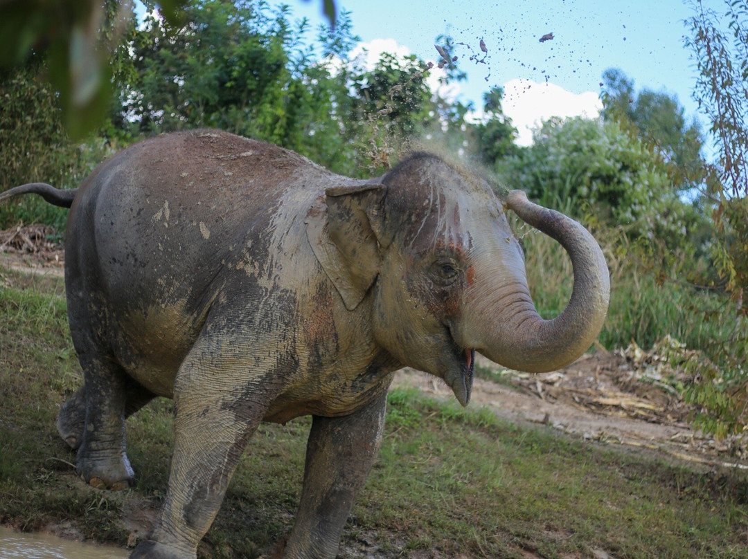 Maerim Elephant Sanctuary-夜林必去景点