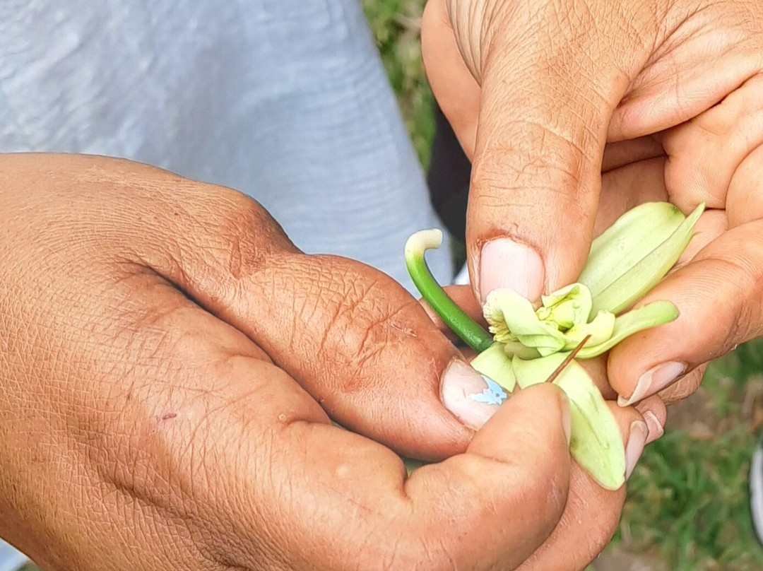 Plantation Vanille Rouloff-Saint-Andre必去景点
