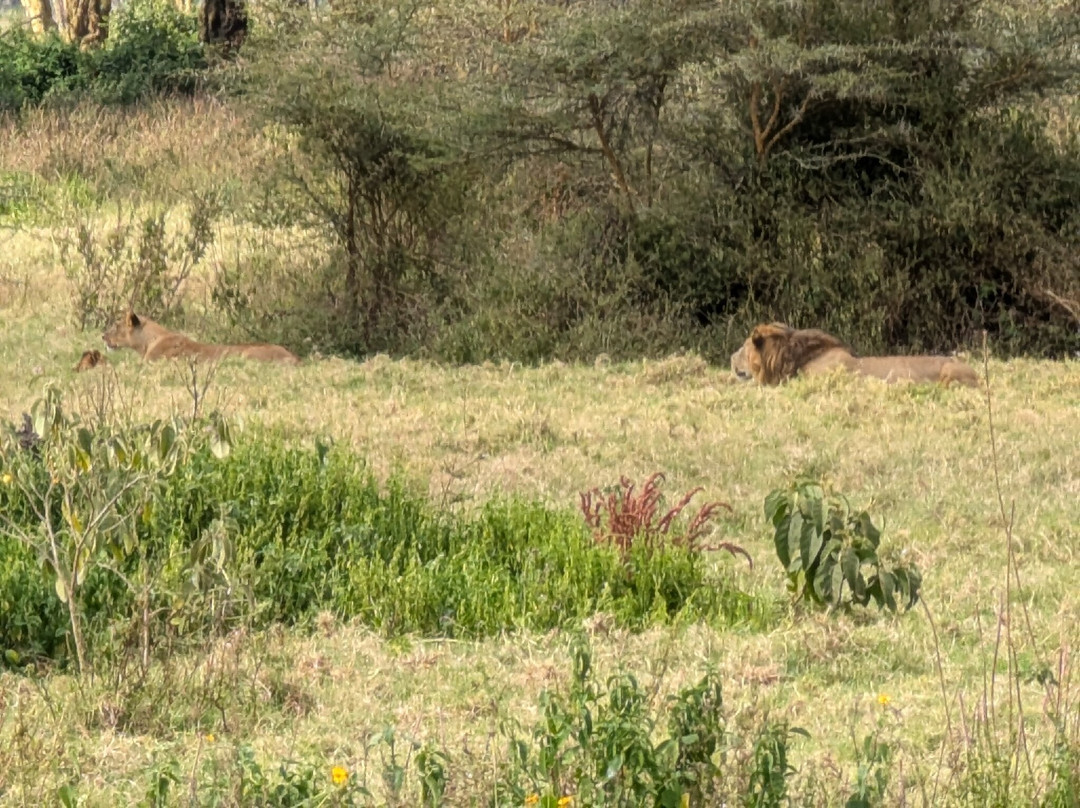 Tuthie afrika-纳库鲁必去景点