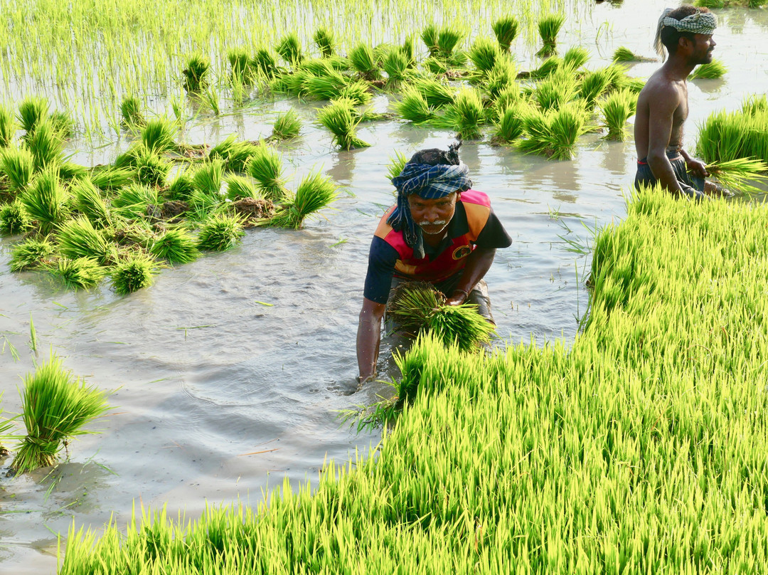 Paddy Homestay主图
