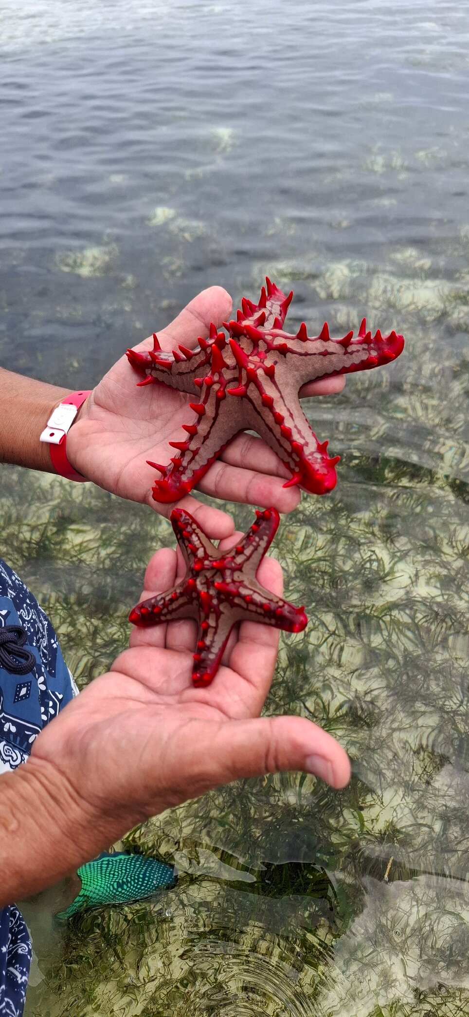 Toa Hotel & Spa-官方