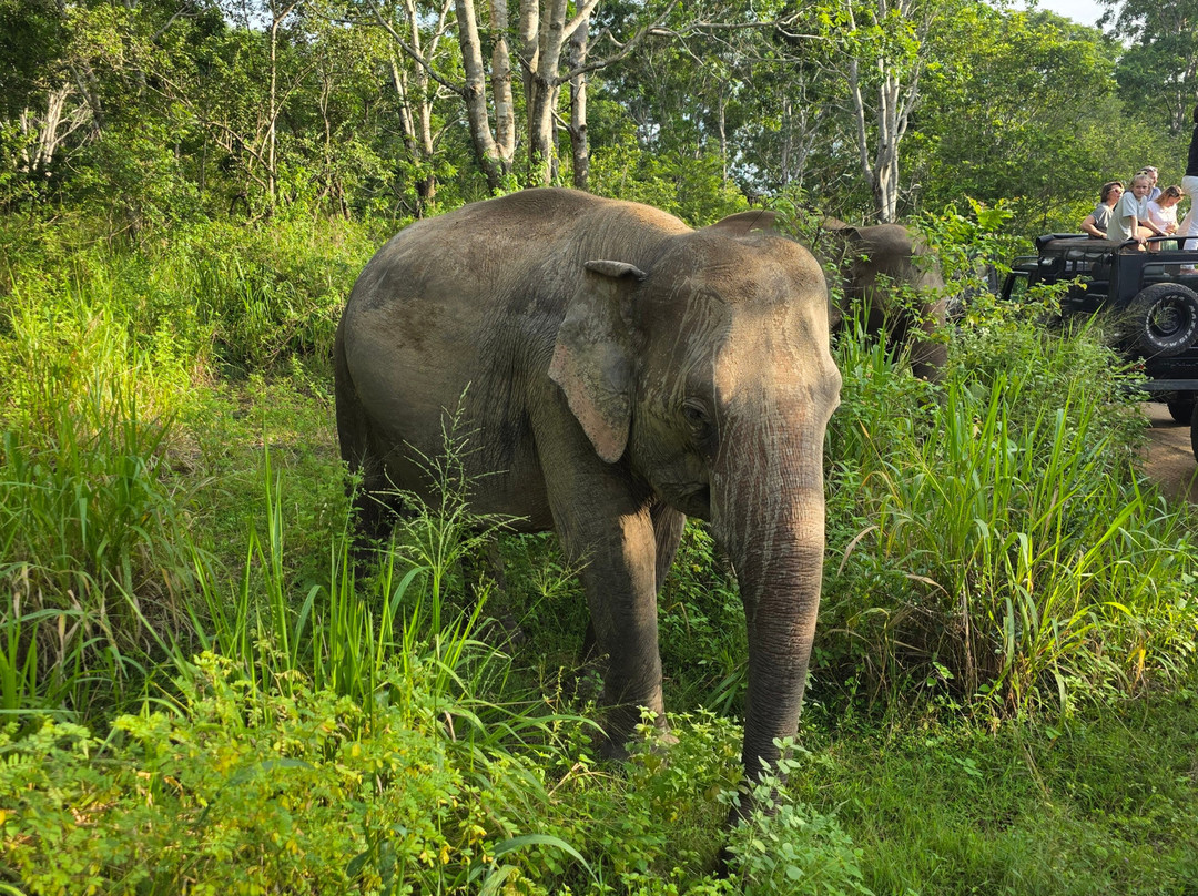 Wild Elephant Safari & Adventures-哈巴拉娜必去景点