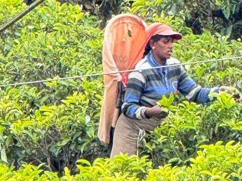 Siri Don Lanka Tours-卡卢特勒必去景点