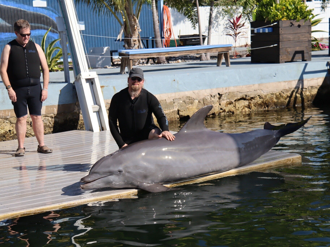 Dolphin Life-拉哥岛必去景点