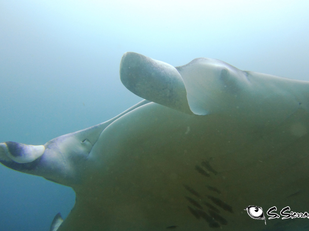 Himmafushi Scuba Adventure-Himmafushi Island必去景点