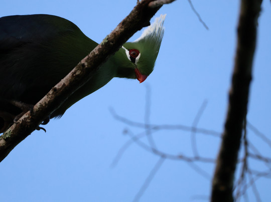 St.lucia Birds & Birding-圣露西亚必去景点