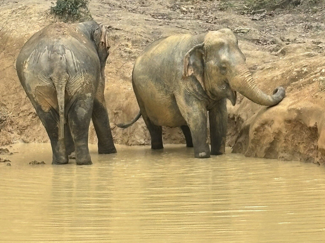 Hidden Forest Elephant Reserve-查龙必去景点