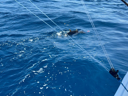Caribbean Fishing Academy-圣胡安必去景点