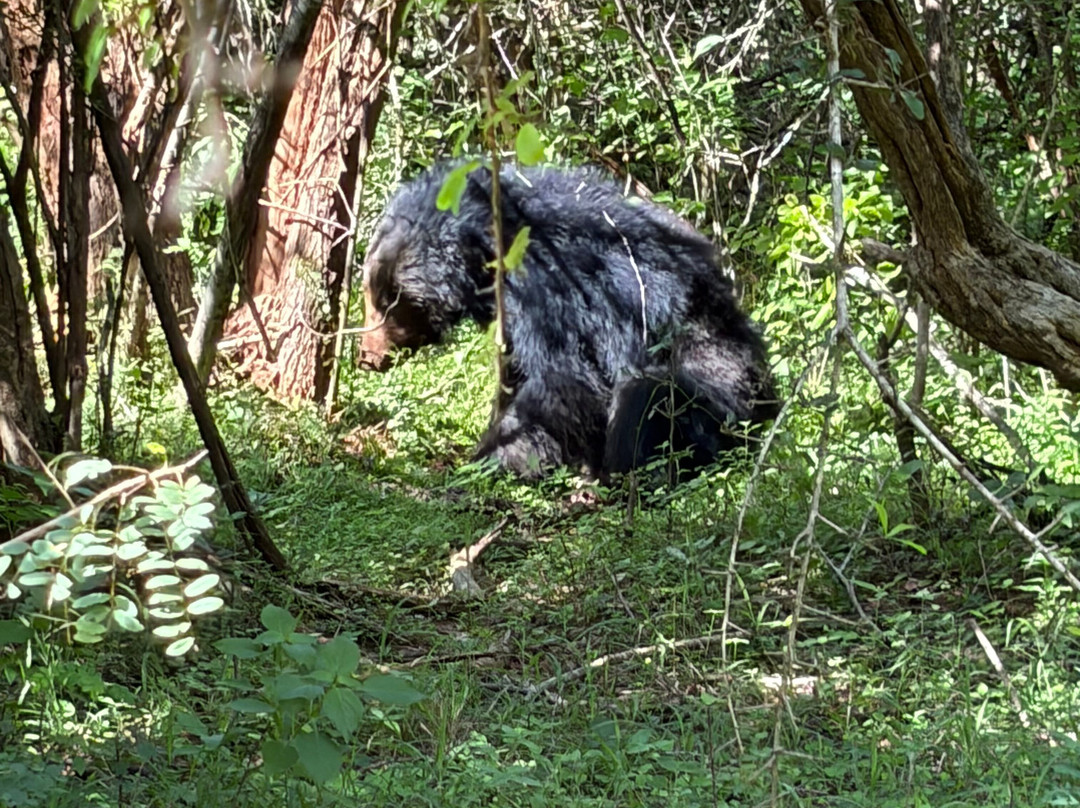 Yala Safari Srilanka-蒂瑟默哈拉默必去景点