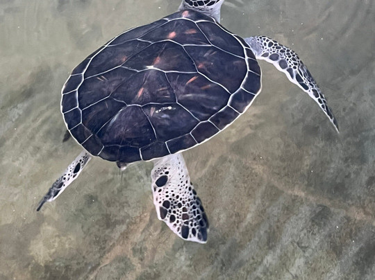 Ahungalla Sea Turtles Conservation And Research Center-亚洪加拉必去景点