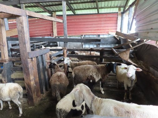 Guayabo Lodge-官方