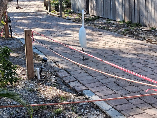 Save Our Seabirds-萨拉索塔必去景点