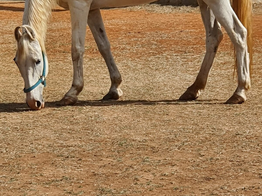 Satya Anantham Eco Retreat Mystic Hotels