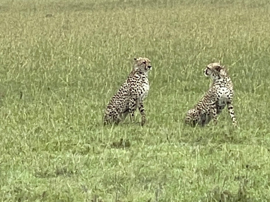 Maasai Mara National Reserve-纳罗克必去景点