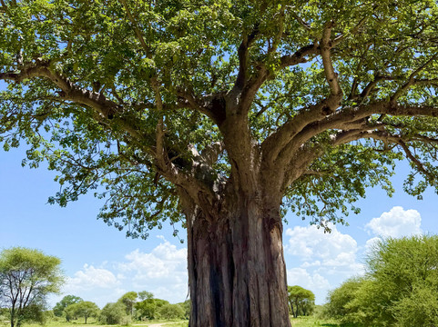 African Skies Tanzania-阿鲁沙必去景点