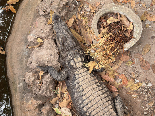 The Gambian Reptiles Farm-Kartong必去景点