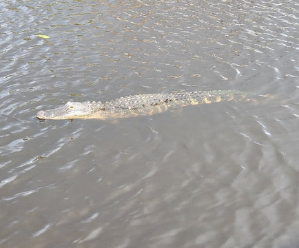 Wakodahatchee Wetlands-德拉海滩必去景点