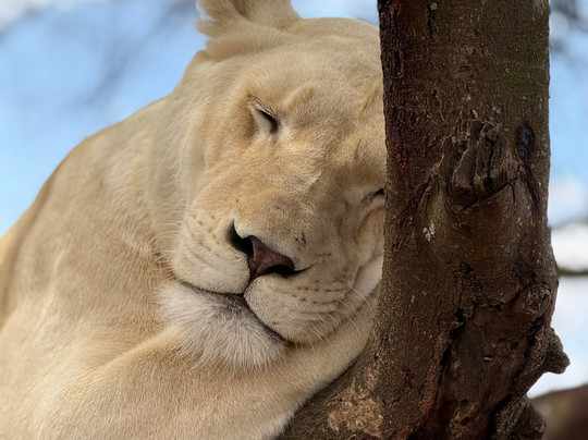 Pipit Safari-阿鲁沙必去景点