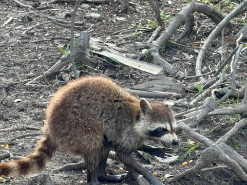 Cajun Pride Swamp Tours-LaPlace必去景点