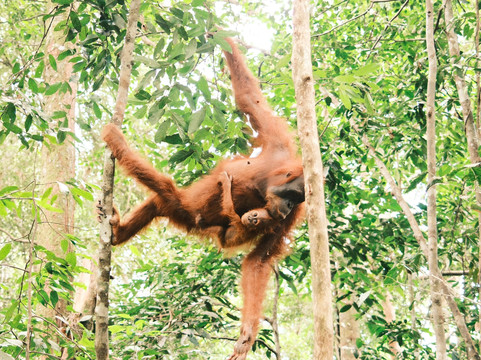 Sumatra Orangutan Explore-武吉拉旺必去景点