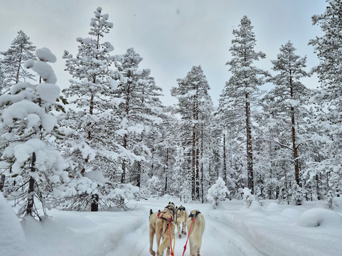 Trysil Husky-Torberget必去景点