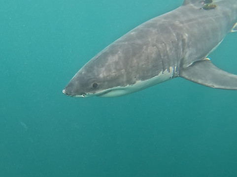 Shark Experience-布拉夫必去景点