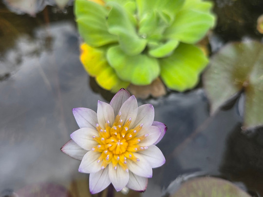 Wat Santikhiri Temple-美斯乐必去景点