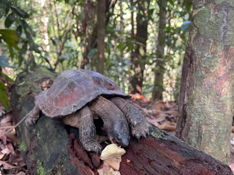 Trekking Orangutan Sumatra-武吉拉旺必去景点