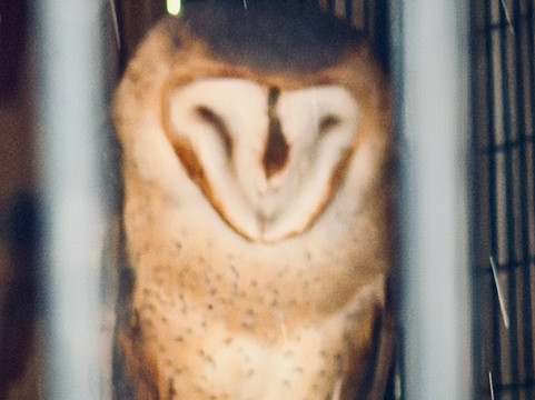 Peace River Wildlife Center-蓬塔戈尔达必去景点