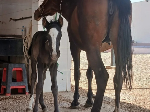 ACE - Animal Care in Egypt-卢克索必去景点