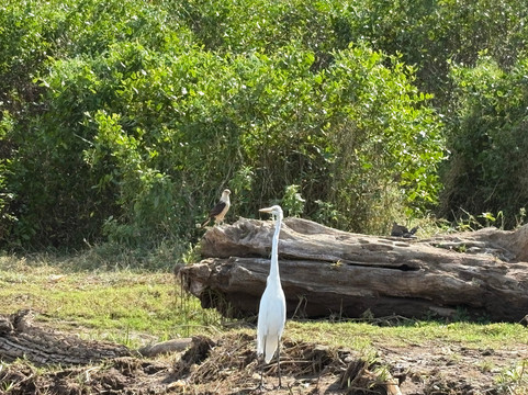 Jose's Crocodile River Tour-Tarcoles必去景点