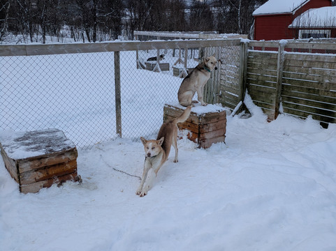 Kvaløya Husky-特罗姆瑟必去景点