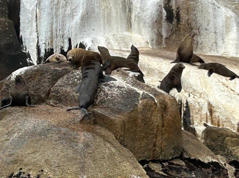 Three Capes Track-亚瑟港必去景点