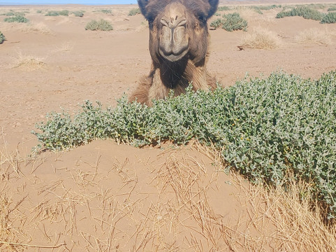 Loud Sahara Day Tours-扎古拉必去景点