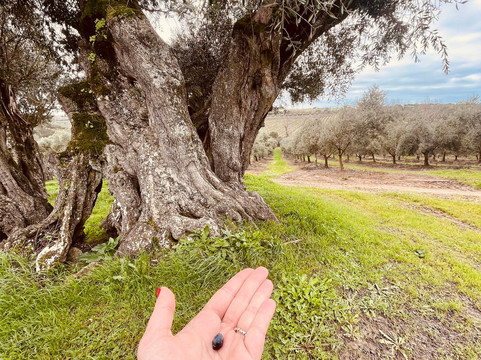 Mainova-Vimieiro必去景点