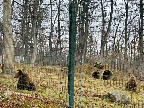 Libearty Bear Sanctuary Zarnesti-Zarnesti必去景点