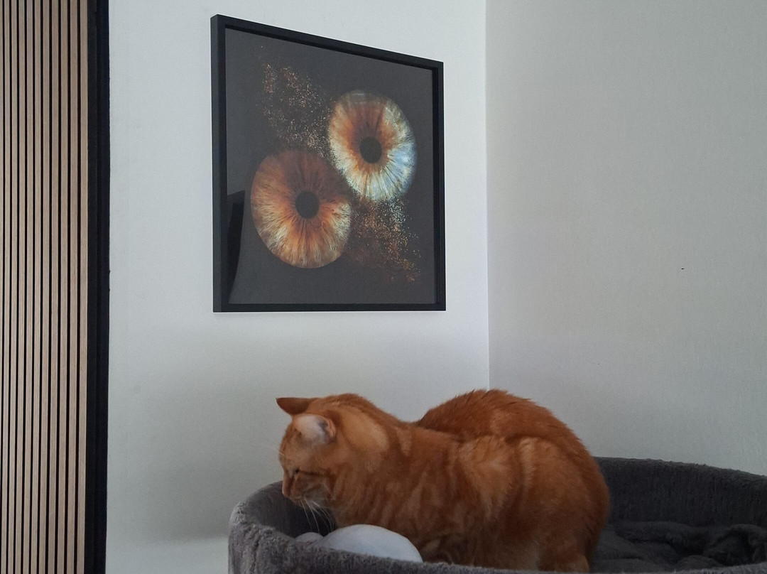 Iris Galerie Sluis-斯勒伊斯必去景点