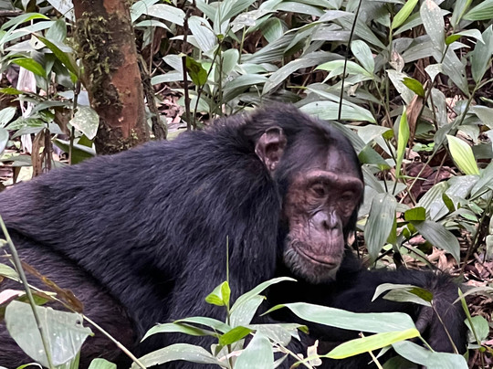 African Gorilla Expeditions-坎帕拉必去景点