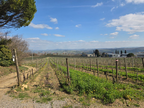 Winery Solaria Patrizia Cencioni-蒙塔尔奇诺必去景点