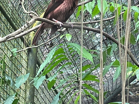 Port Moresby Nature Park-莫尔兹比港必去景点