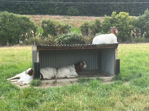 瓦纳卡薰衣草农场-瓦纳卡必去景点