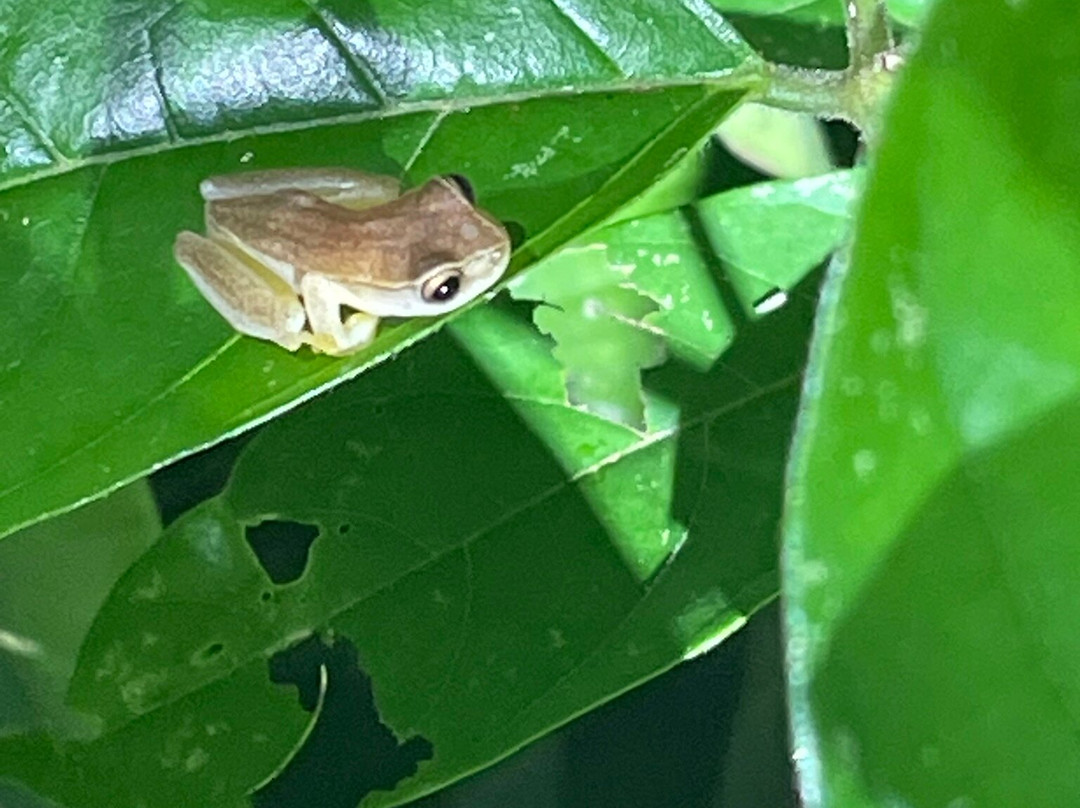 Rainforest Chronicles-希门尼斯港必去景点