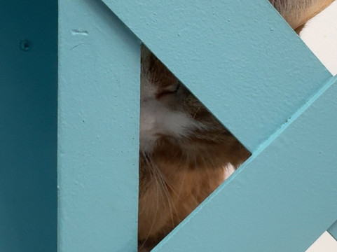 Purrfect Day Cafe Covington-卡温顿必去景点