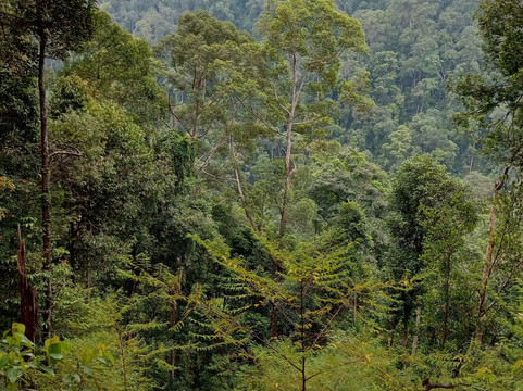 Taro Tour Travel BukitLawang-Bohorok必去景点